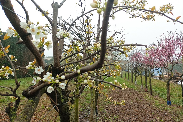 tec-sim orchard in spring